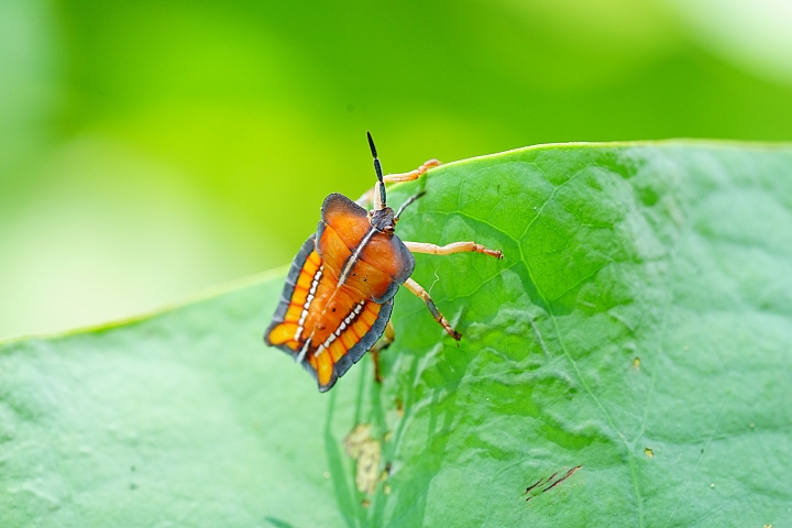 微距之眼‧Sony FE 90mm f/2.8 Macro G OSS