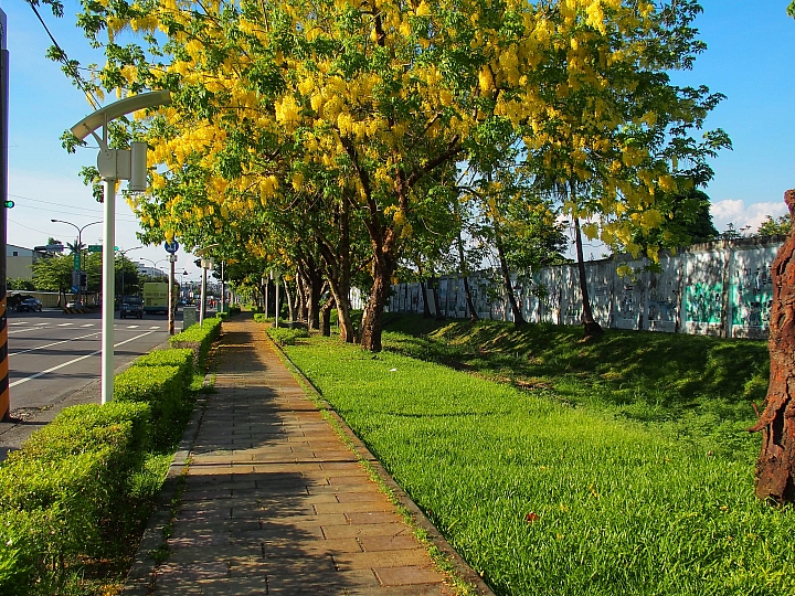 台糖大壁畫阿勃勒盛開真美,往前看台糖小火車,吃冰涼台糖的冰。