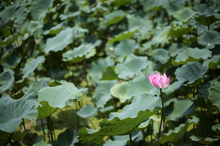 平價大光圈定焦鏡‧Canon EF 50mm f/1.8 STM