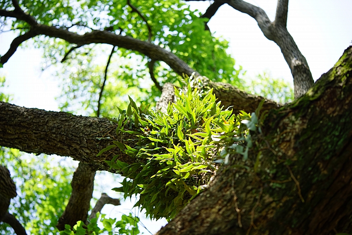 微距之眼‧Sony FE 90mm f/2.8 Macro G OSS