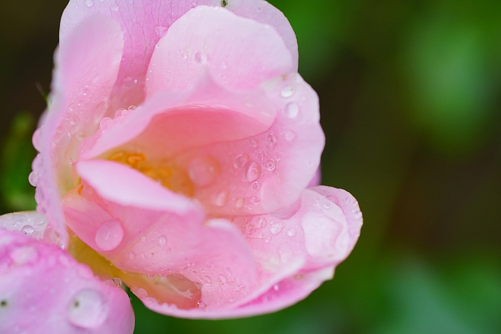 微距之眼‧Sony FE 90mm f/2.8 Macro G OSS