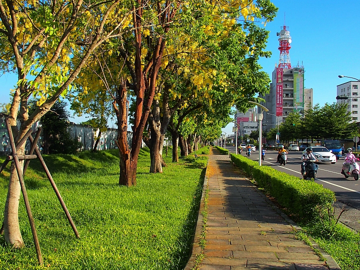 台糖大壁畫阿勃勒盛開真美,往前看台糖小火車,吃冰涼台糖的冰。
