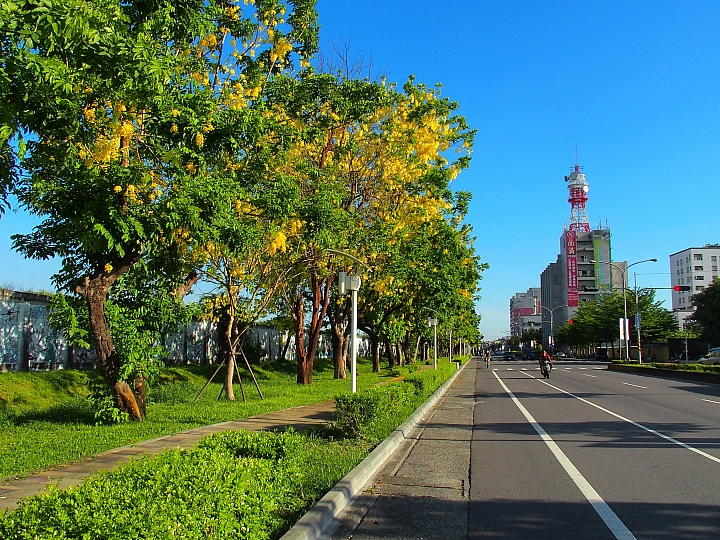 台糖大壁畫阿勃勒盛開真美,往前看台糖小火車,吃冰涼台糖的冰。
