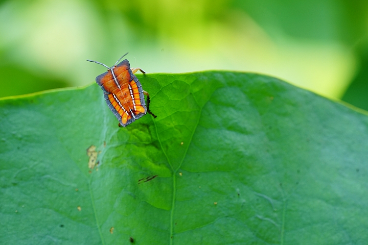 微距之眼‧Sony FE 90mm f/2.8 Macro G OSS
