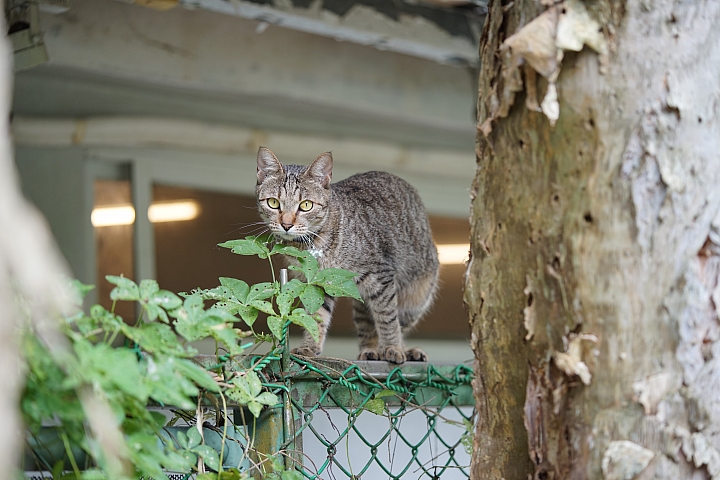 微距之眼‧Sony FE 90mm f/2.8 Macro G OSS