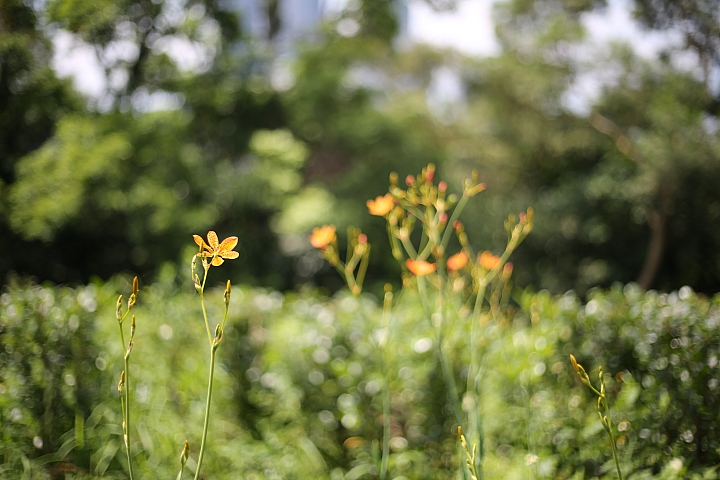 平價大光圈定焦鏡‧Canon EF 50mm f/1.8 STM