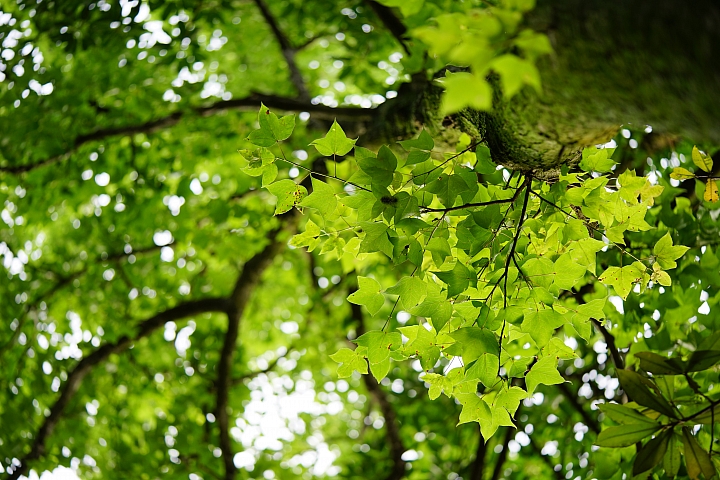 微距之眼‧Sony FE 90mm f/2.8 Macro G OSS