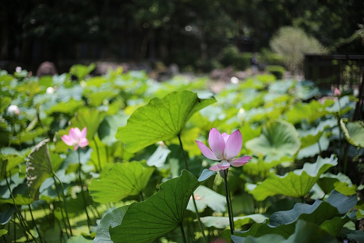 平價大光圈定焦鏡‧Canon EF 50mm f/1.8 STM