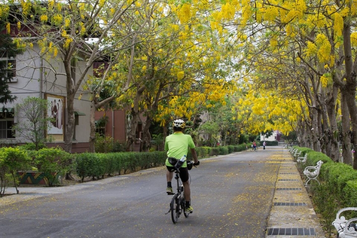 騎遊屏東榮家黃金雨(阿勃勒)隧道之旅