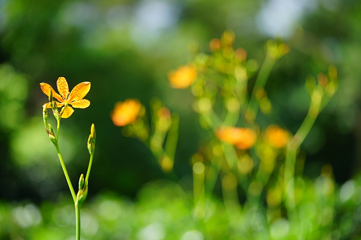 微距之眼‧Sony FE 90mm f/2.8 Macro G OSS