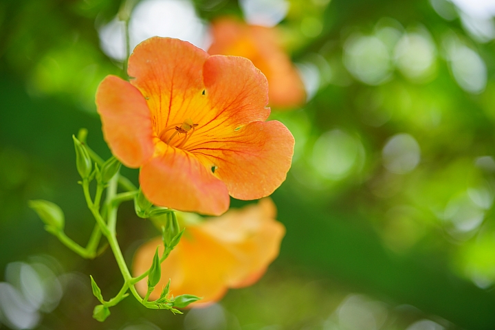 微距之眼‧Sony FE 90mm f/2.8 Macro G OSS