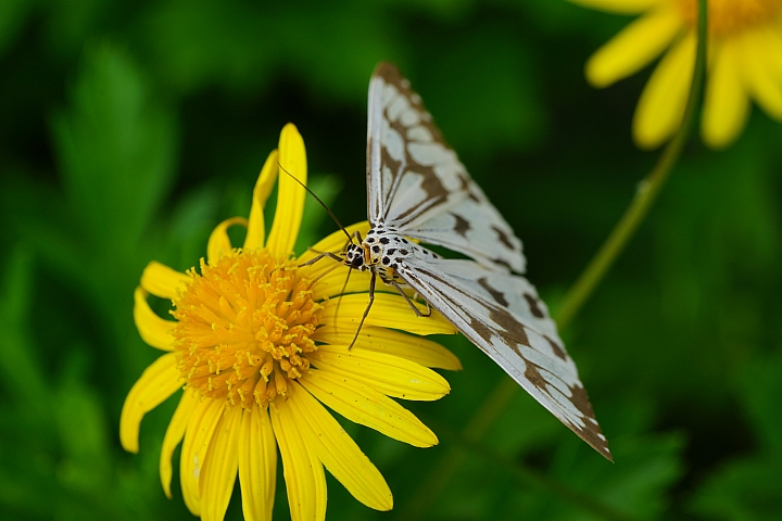 微距之眼‧Sony FE 90mm f/2.8 Macro G OSS