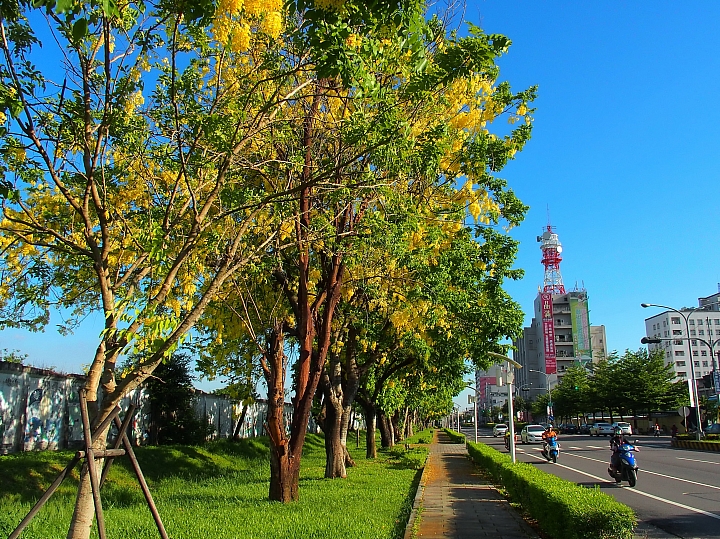 台糖大壁畫阿勃勒盛開真美,往前看台糖小火車,吃冰涼台糖的冰。