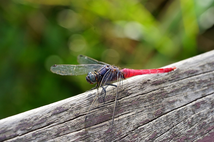 微距之眼‧Sony FE 90mm f/2.8 Macro G OSS