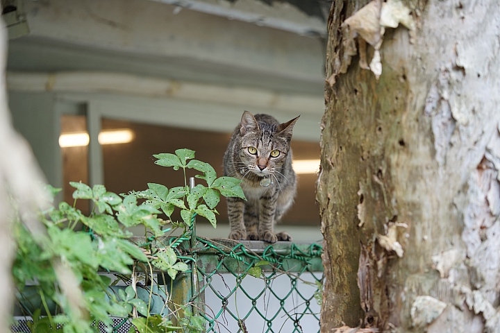 微距之眼‧Sony FE 90mm f/2.8 Macro G OSS