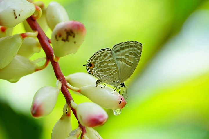 微距之眼‧Sony FE 90mm f/2.8 Macro G OSS