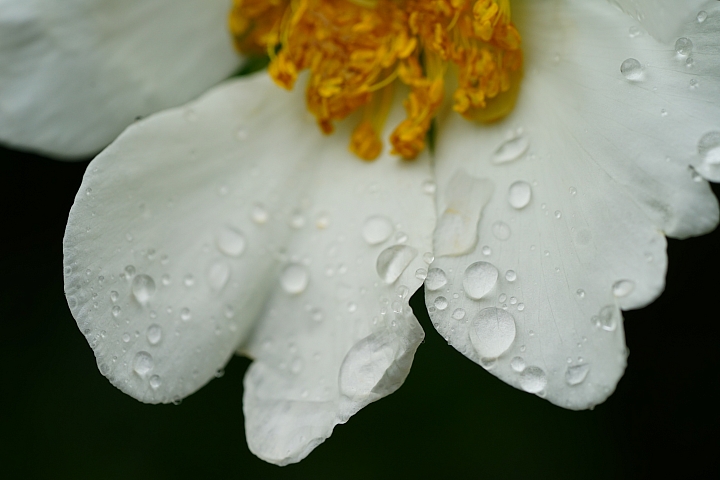 微距之眼‧Sony FE 90mm f/2.8 Macro G OSS