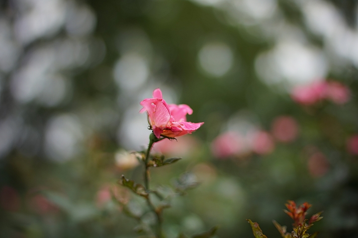 微距之眼‧Sony FE 90mm f/2.8 Macro G OSS