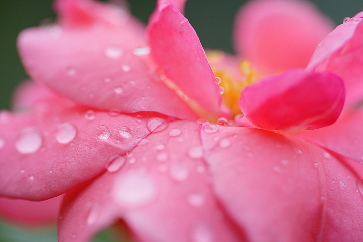 微距之眼‧Sony FE 90mm f/2.8 Macro G OSS