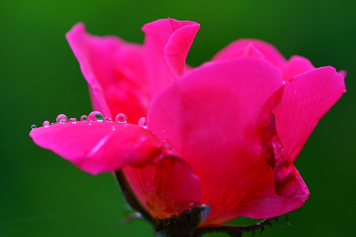 微距之眼‧Sony FE 90mm f/2.8 Macro G OSS