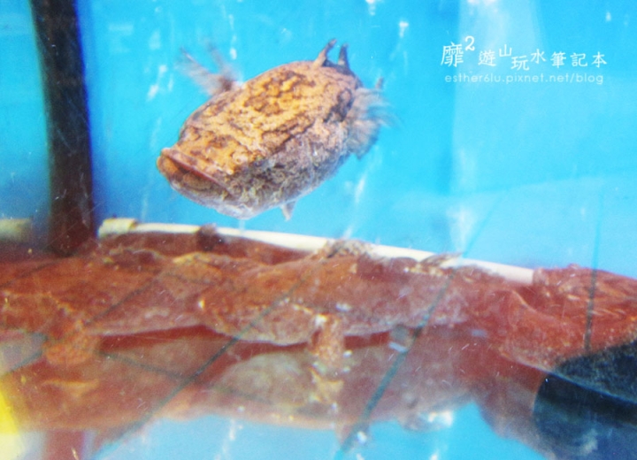 台北~百家班活蝦店 (外雙溪店)