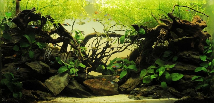 練習拍照~~我的草缸與海水缸