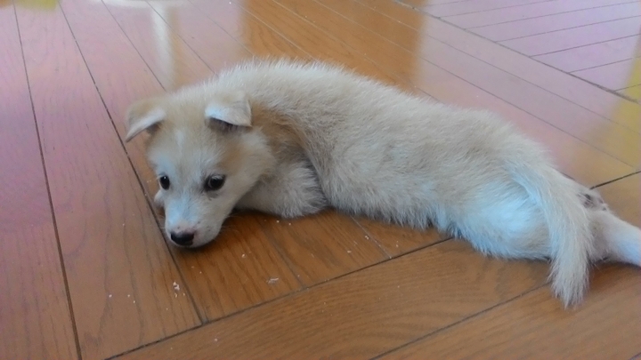 最近認養的狗狗~~