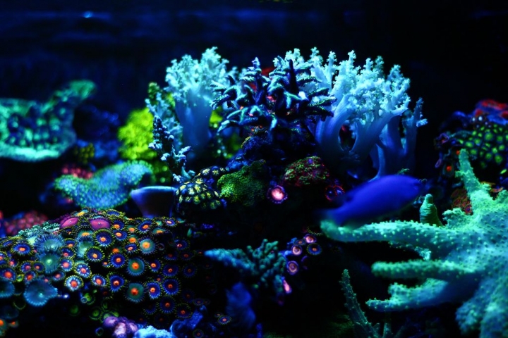 練習拍照~~我的草缸與海水缸
