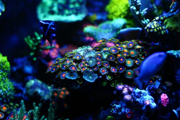 練習拍照~~我的草缸與海水缸