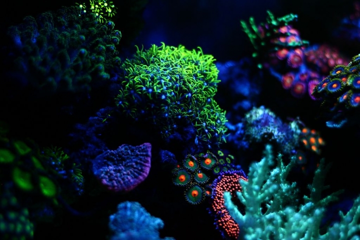 練習拍照~~我的草缸與海水缸