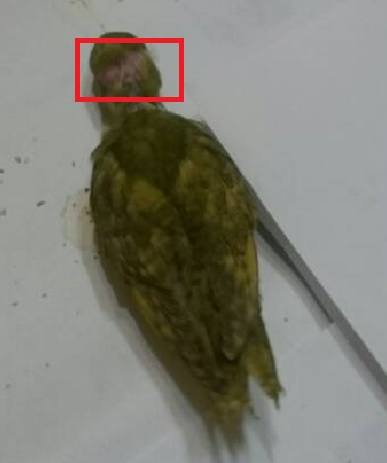【幼鳥雛鳥問題】小鸚幼鳥&橫斑鸚鵡中雛鳥 一些問題賜教