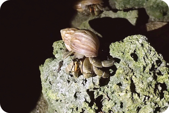 【台東遛小孩景點】夜訪小野柳,幫寄居蟹換殼,賞太平洋,住海邊度假小別墅