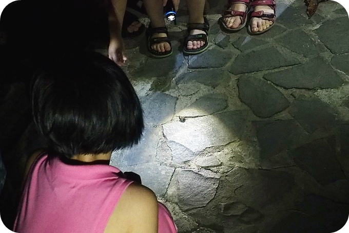【台東遛小孩景點】夜訪小野柳,幫寄居蟹換殼,賞太平洋,住海邊度假小別墅