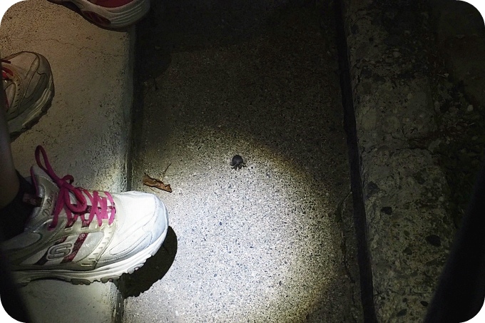 【台東遛小孩景點】夜訪小野柳,幫寄居蟹換殼,賞太平洋,住海邊度假小別墅