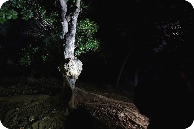 【台東遛小孩景點】夜訪小野柳,幫寄居蟹換殼,賞太平洋,住海邊度假小別墅