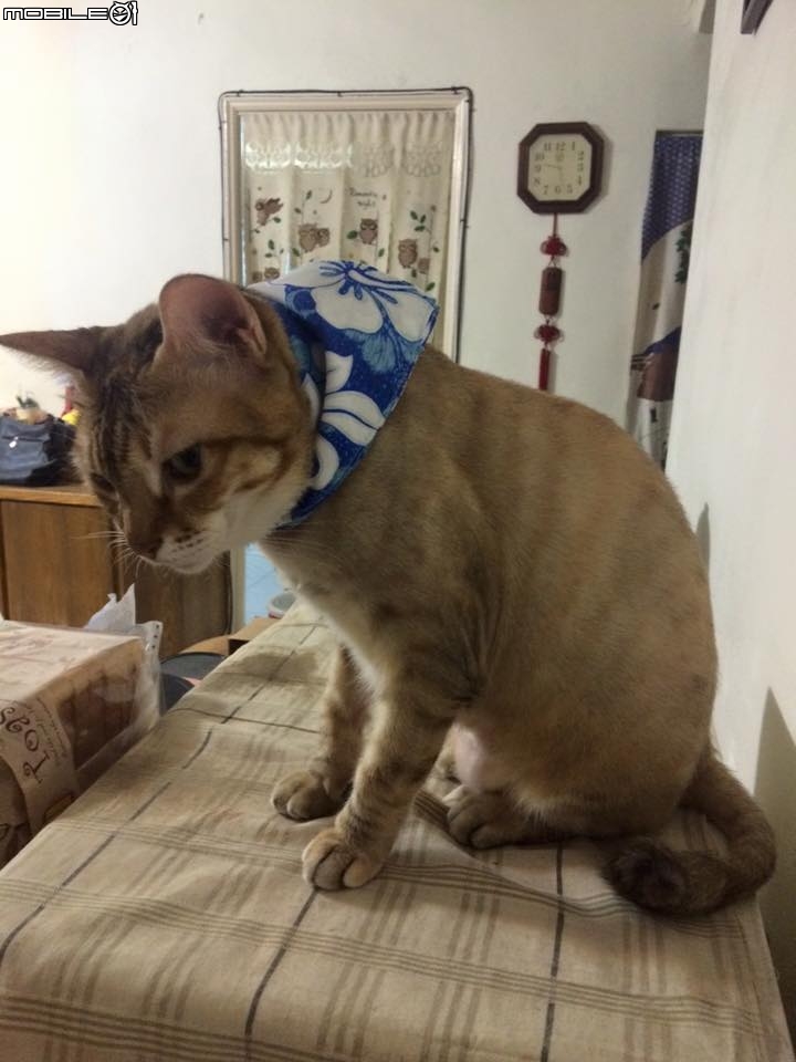 媽 妳贏了 算我服了妳 (跪地