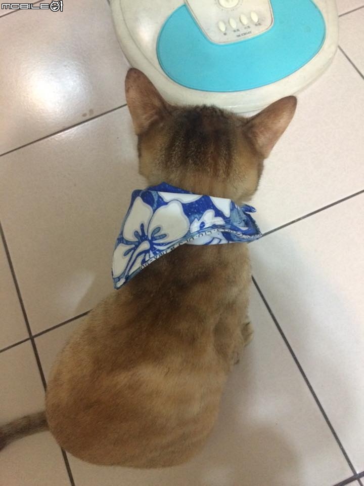 媽 妳贏了 算我服了妳 (跪地