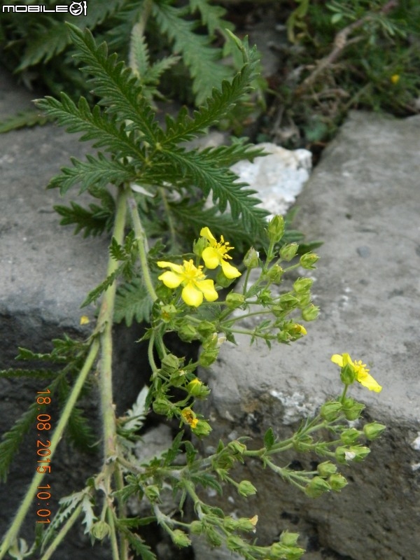 黃花城長城