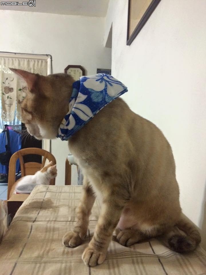 媽 妳贏了 算我服了妳 (跪地