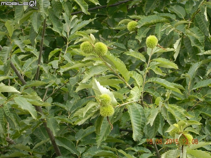 黃花城長城