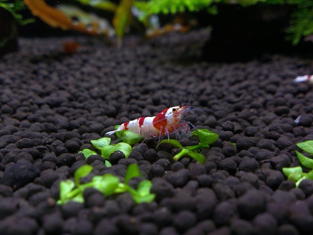 Mini M 水晶蝦缸 設缸紀錄 (2015/09/03 新增母蝦照)