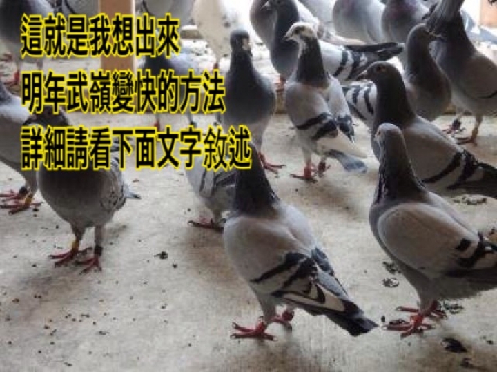 NS武嶺第4年~~霜刃未曾試