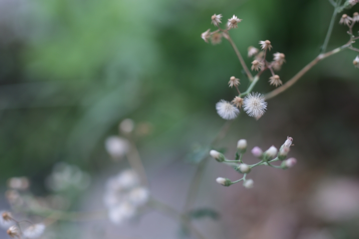 呼風喚雨的龍到來-- Tamron SP 45mm F/1.8 Di VC USD 開箱文(9/29新增星芒、防手震測試。)