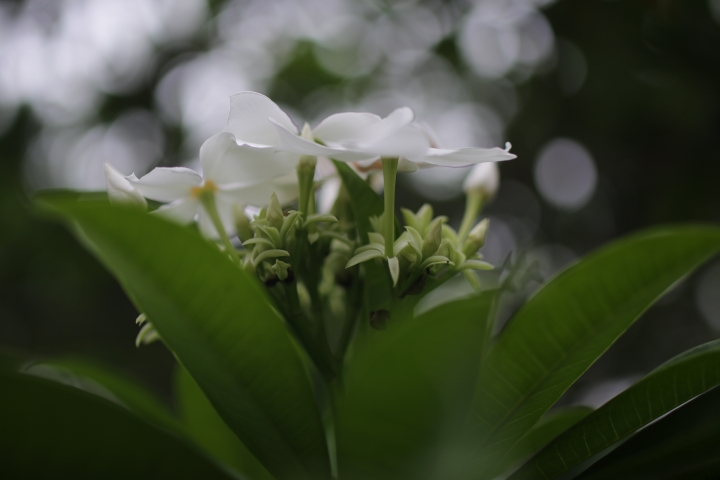 呼風喚雨的龍到來-- Tamron SP 45mm F/1.8 Di VC USD 開箱文(9/29新增星芒、防手震測試。)
