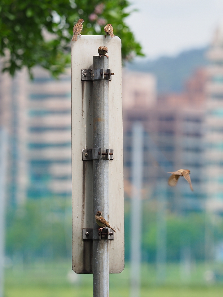 以下犯上 C/P值代表作 Olympus E-M10 MarkII