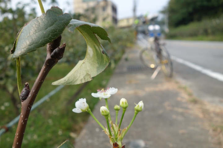 騎遊2015不落系列第三場 , 秋季台中不落三 ,