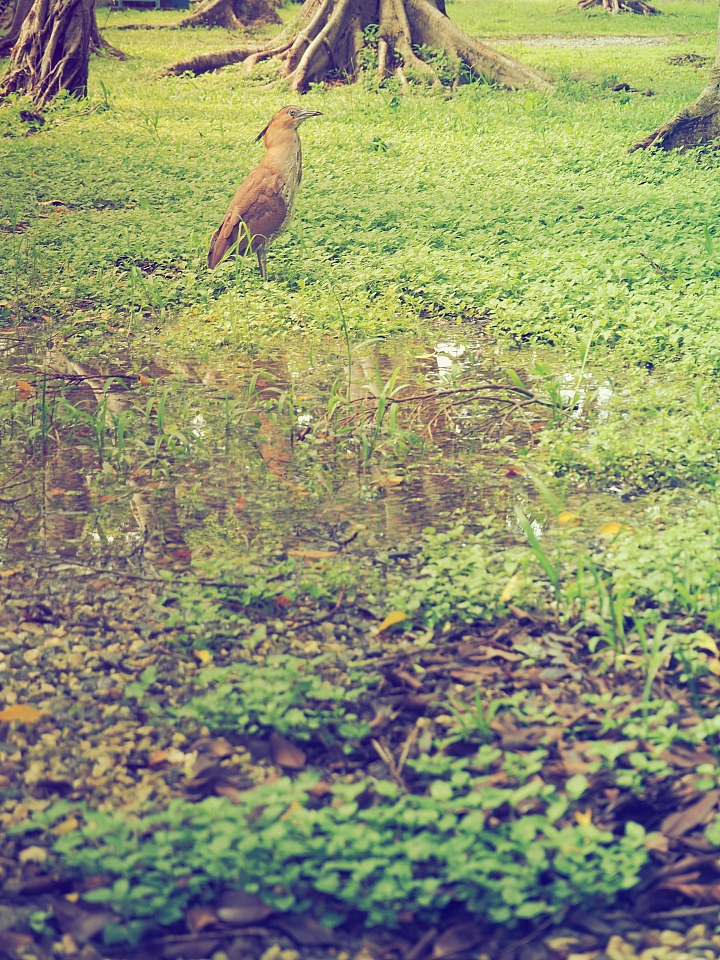 以下犯上 C/P值代表作 Olympus E-M10 MarkII