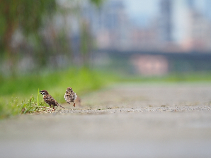 以下犯上 C/P值代表作 Olympus E-M10 MarkII