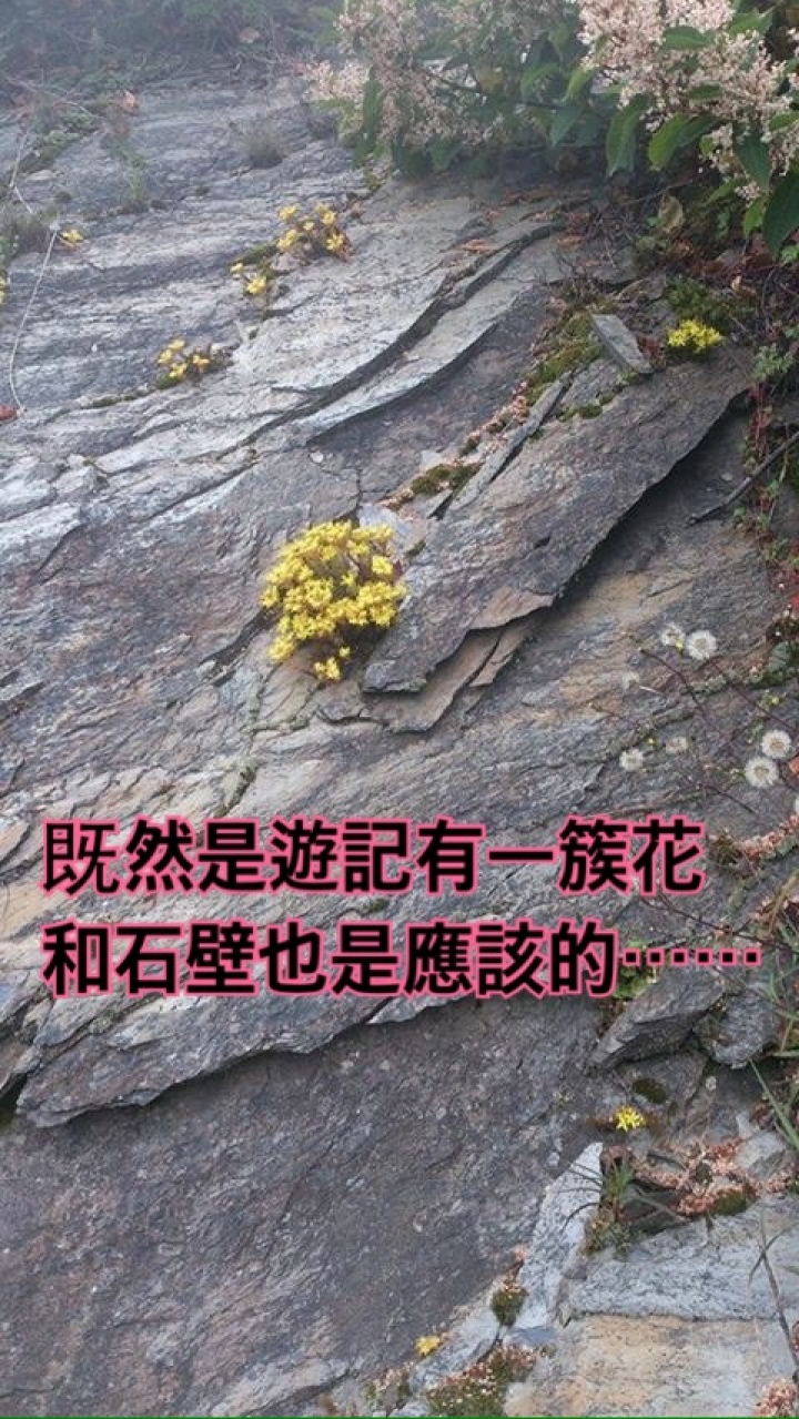 NS武嶺第4年~~霜刃未曾試