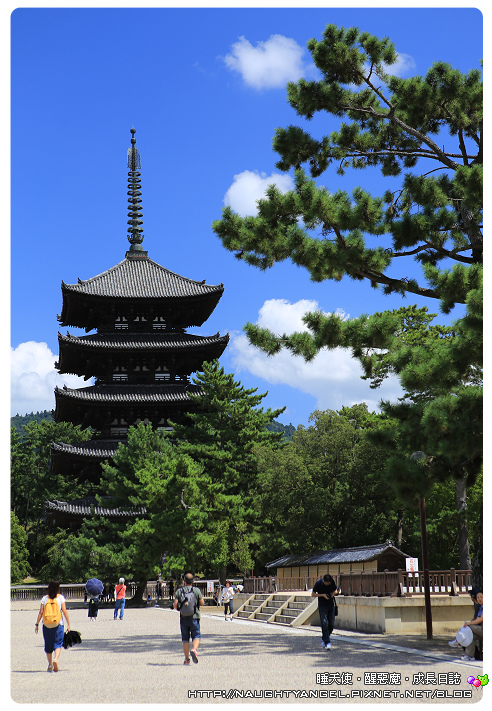 【奈良一日遊】電動腳踏車散策《興福寺、東大寺+奈良公園餵小鹿+志津香釜飯》